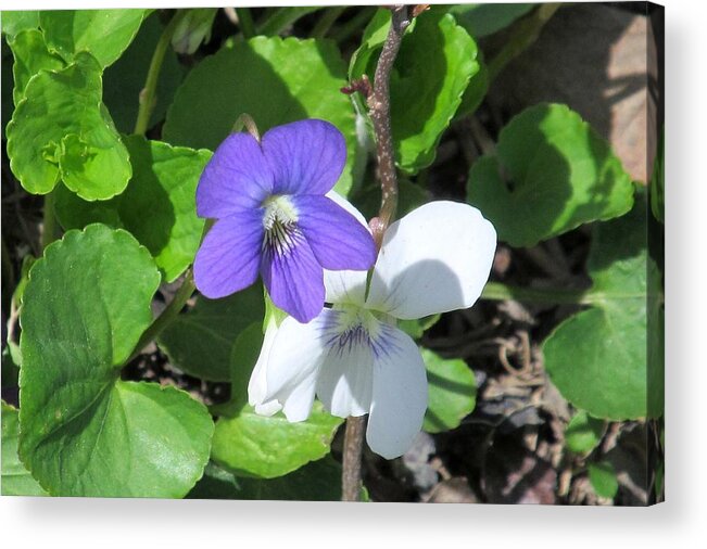 Nature Acrylic Print featuring the photograph Early Spring Violets by Loretta Pokorny