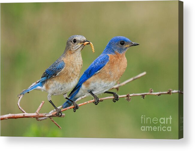 Sialia Sialis Acrylic Print featuring the photograph Eastern Bluebird Pair by Linda Freshwaters Arndt