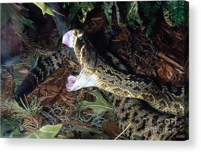 Eastern Diamondback Rattlesnake Acrylic Print featuring the photograph Eastern Diamondback Rattlesnake by Gregory G. Dimijian, M.D.