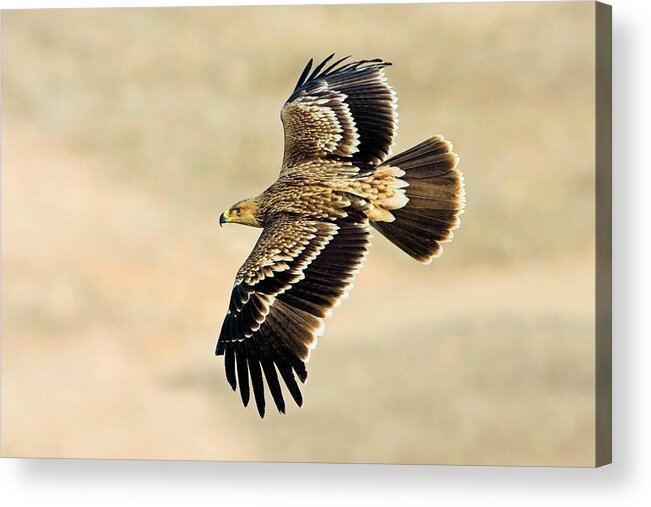 Biology Acrylic Print featuring the photograph Eastern Imperial Eagle In Flight by Bildagentur-online/mcphoto-schaef/science Photo Library
