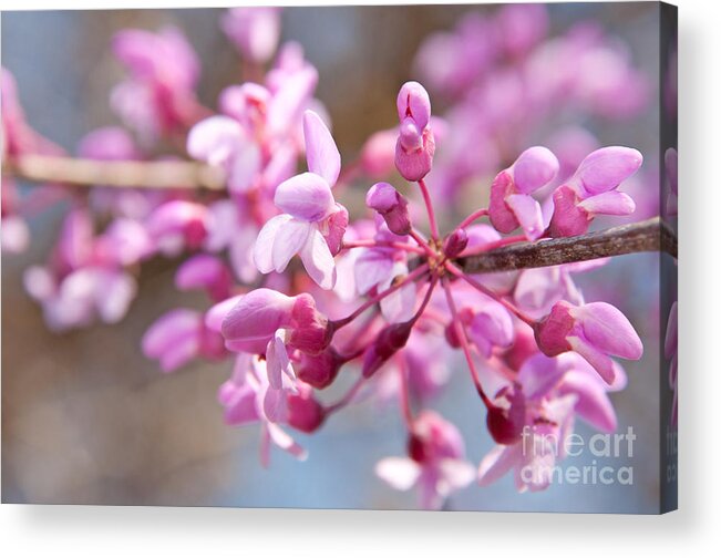Bloom Acrylic Print featuring the photograph Eastern Redbud Tree Closeup by Sari ONeal