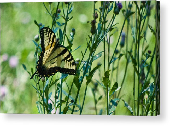 Butterflies Acrylic Print featuring the photograph Eastern Tiger Swallowtail Ins 76 by Gordon Sarti