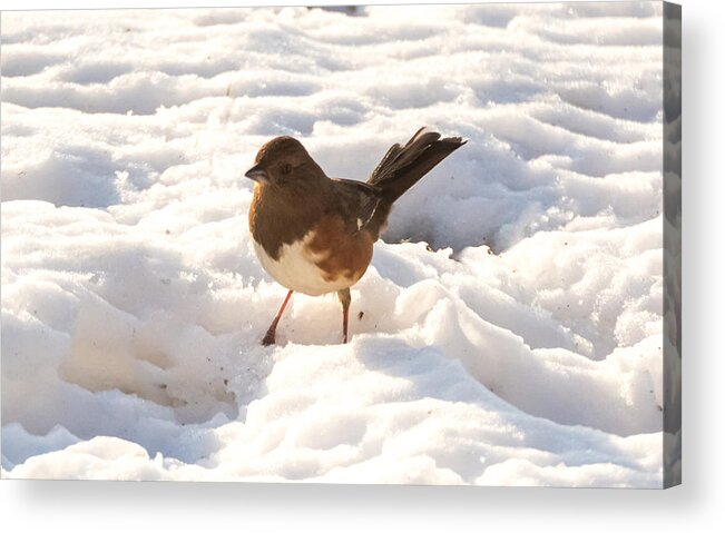 Snow Acrylic Print featuring the photograph Eastern Towhee  by Holden The Moment