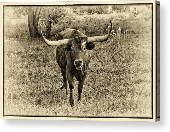 Longhorn Cattle Acrylic Print featuring the photograph Eat Leaf Not Beef Sepia by Priscilla Burgers