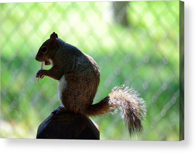 Wildlife Acrylic Print featuring the photograph Eating Squirrel by Richard Zentner