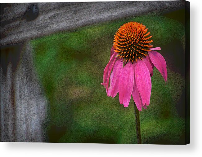 Echinacea Acrylic Print featuring the photograph Echinacea by Nadalyn Larsen
