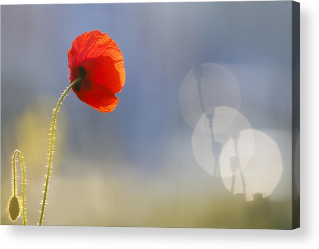 Bokeh Acrylic Print featuring the photograph Echoes by Roeselien Raimond