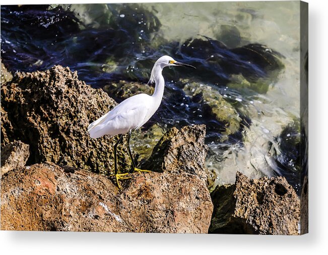 Great Acrylic Print featuring the photograph Egret by Chris Smith