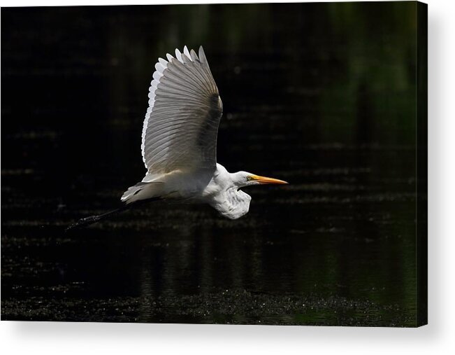 Great Egret Acrylic Print featuring the photograph Egret In Flight by Mike Farslow
