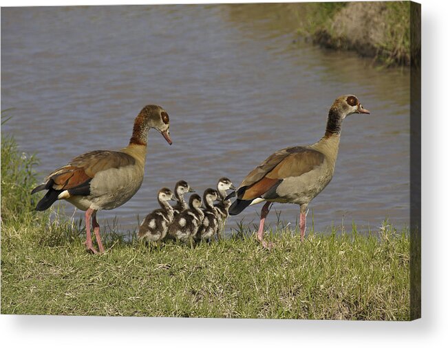 Africa Acrylic Print featuring the photograph Egyptian Geese and Their Fuzzy Dominos by Michele Burgess