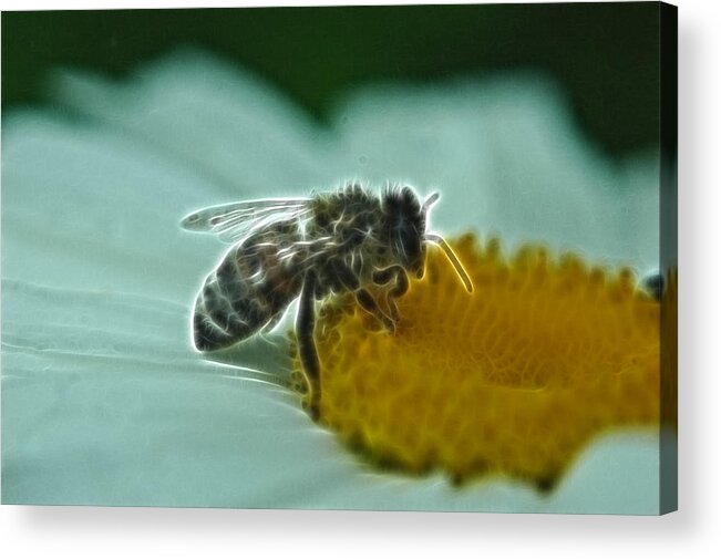 Bee Acrylic Print featuring the photograph Electric Buzz by Rhonda Barrett