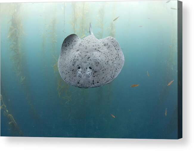 Feb0514 Acrylic Print featuring the photograph Electric Ray Cortes Bank California by Richard Herrmann