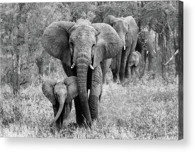 Elephant Acrylic Print featuring the photograph Elefamily by Bertram Schemel