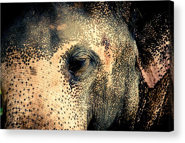 Elephant Acrylic Print featuring the photograph Elephant by Hemantha Fernando