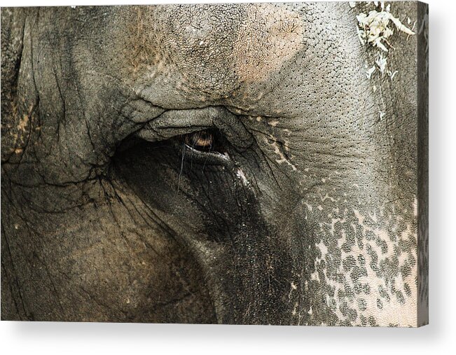 Animal Acrylic Print featuring the photograph Elephant by Melissa Petrey
