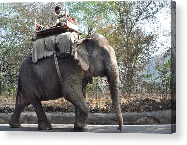 India Acrylic Print featuring the photograph Elephant on the road in India by Diane Lent