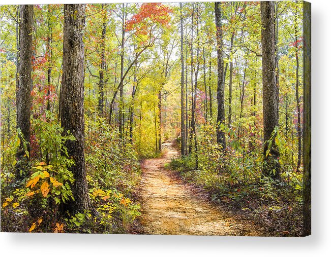 Appalachia Acrylic Print featuring the photograph Elfin Forest by Debra and Dave Vanderlaan