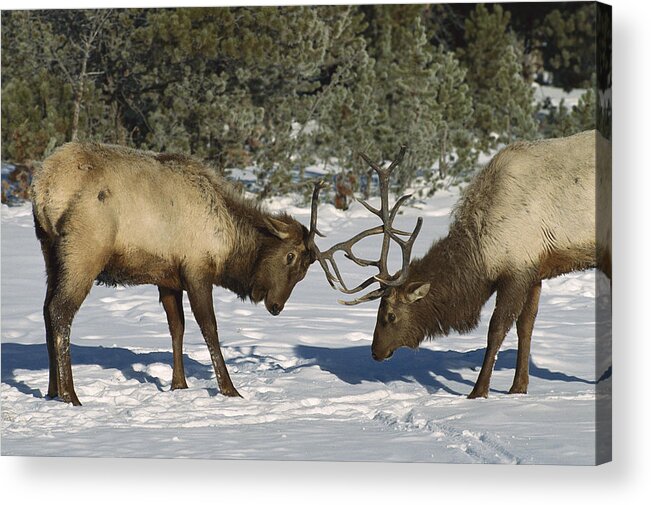 00191374 Acrylic Print featuring the photograph Elk Bulls Fighting in Yellowstone by Konrad Wothe