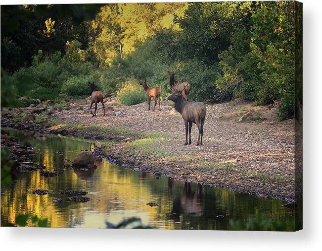 Elk Acrylic Print featuring the photograph Elk Herd Along the Hailstone by Michael Dougherty