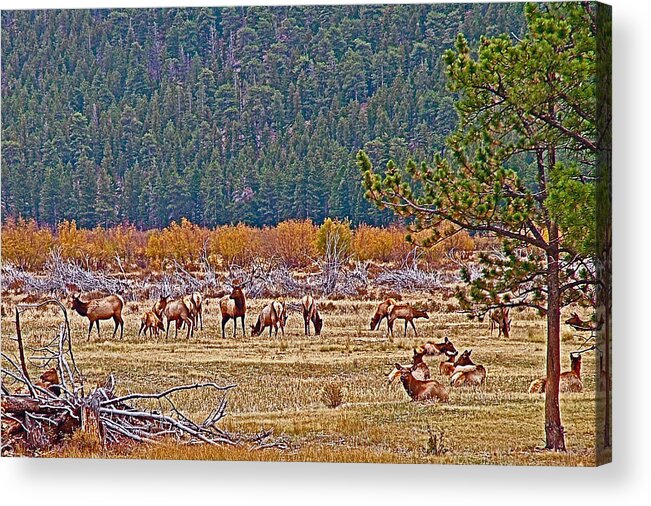 Elk Near Cub Lake Trail In Rocky Mountain National Park Acrylic Print featuring the photograph Elk Near Cub Lake Trail in Rocky Mountain National Park-Colorado by Ruth Hager