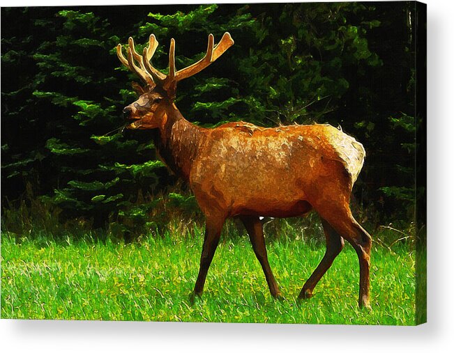 Elk Acrylic Print featuring the painting Elk Portrait by Inspirowl Design
