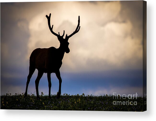 American West Acrylic Print featuring the photograph Elk Silhouette by Joseph Rossi