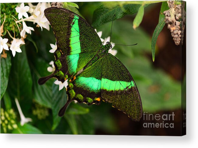 Butterfly Acrylic Print featuring the photograph Emerald and Pearls by Tamara Becker