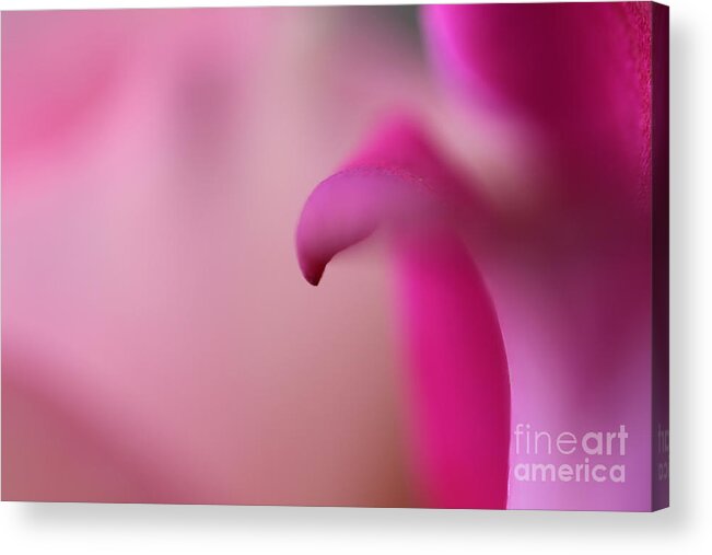 Rose Acrylic Print featuring the photograph Emerge by Stacey Zimmerman