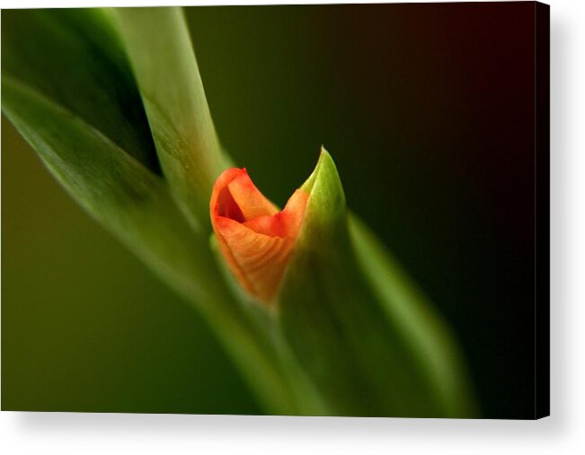 Spring Time Acrylic Print featuring the photograph Emerging Beauty - Gladiolus by Ramabhadran Thirupattur