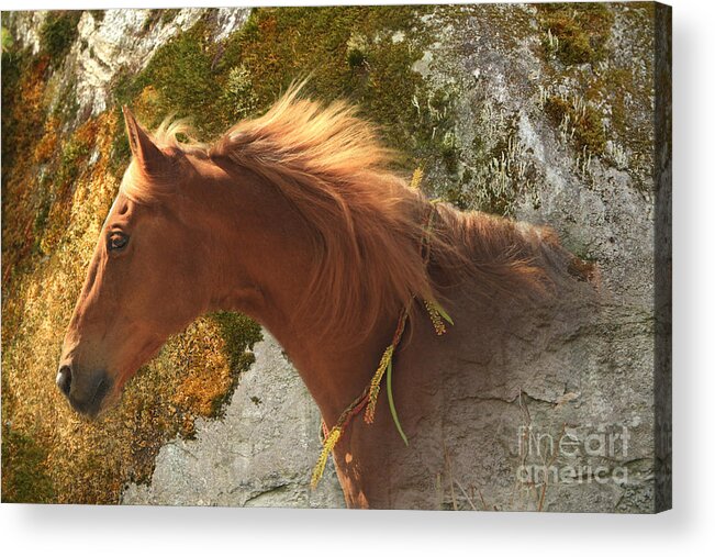 Horse Acrylic Print featuring the digital art Emerging Free by Michelle Twohig