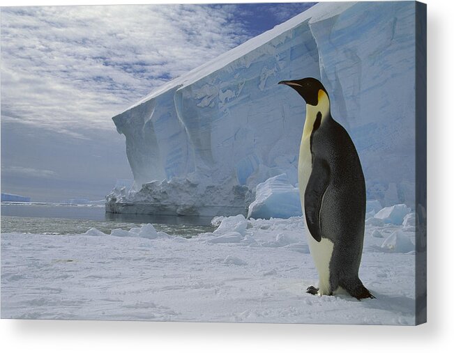 Feb0514 Acrylic Print featuring the photograph Emperor Penguin At Midnight Antarctica by Tui De Roy