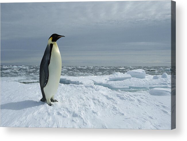 Feb0514 Acrylic Print featuring the photograph Emperor Penguin On Fast Ice Edge by Tui De Roy