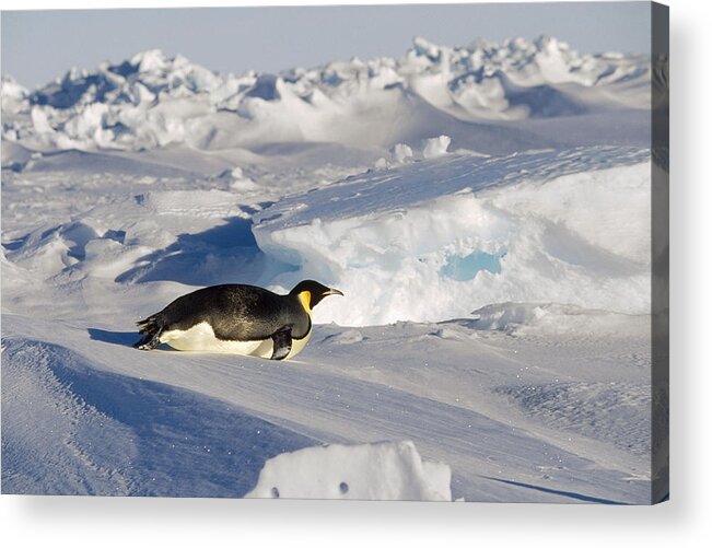 Feb0514 Acrylic Print featuring the photograph Emperor Penguin Tobogganing Antarctica by Konrad Wothe