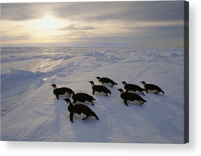 538006 Acrylic Print featuring the photograph Emperor Penguins Tobogganing Weddell Sea by Kevin Schafer