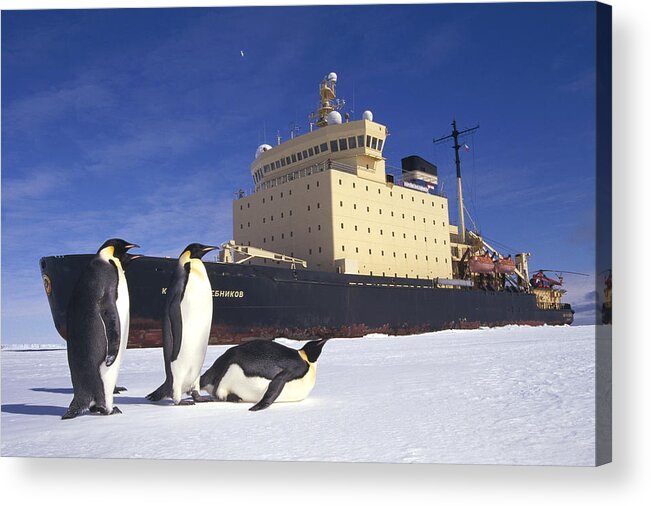 Feb0514 Acrylic Print featuring the photograph Emperor Penguins And Russian Icebreaker by Tui De Roy