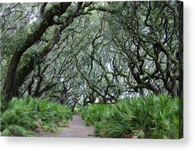 Cumberland Island Acrylic Print featuring the photograph Enchanted Forest by Laurie Perry