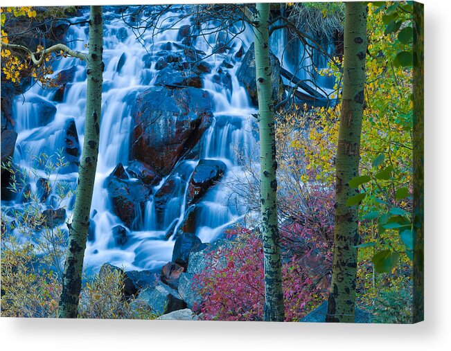 Nature Acrylic Print featuring the photograph Enchanted by Jonathan Nguyen