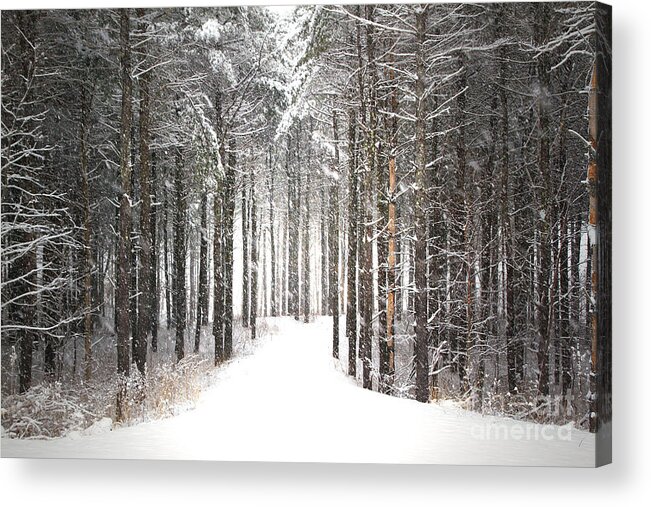 Forest Acrylic Print featuring the photograph Enchantment by Brenda Giasson