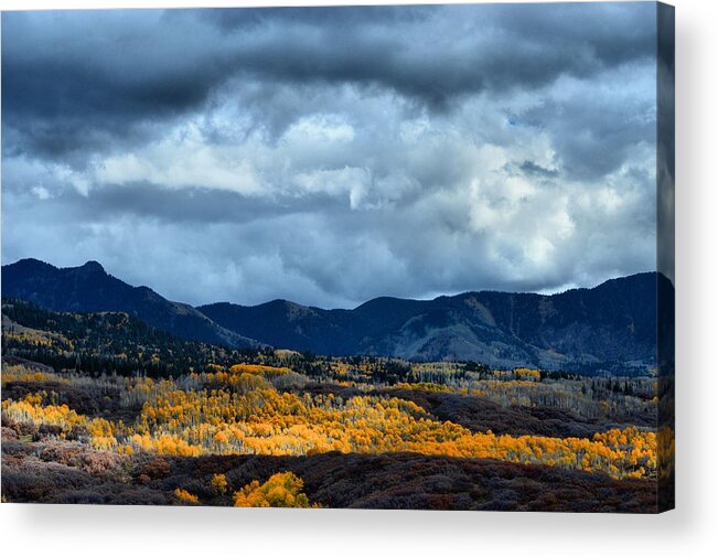 Aspens Acrylic Print featuring the photograph End of Fall by Jacqui Binford-Bell