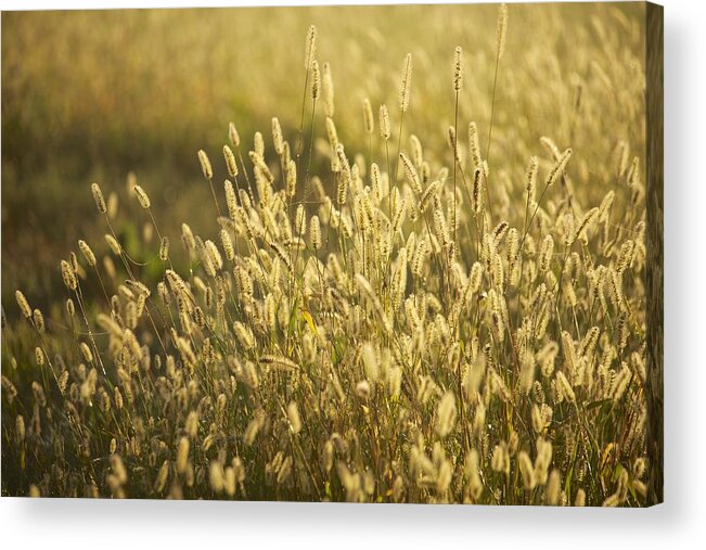 Grass Acrylic Print featuring the photograph End of Summer by Allan Morrison