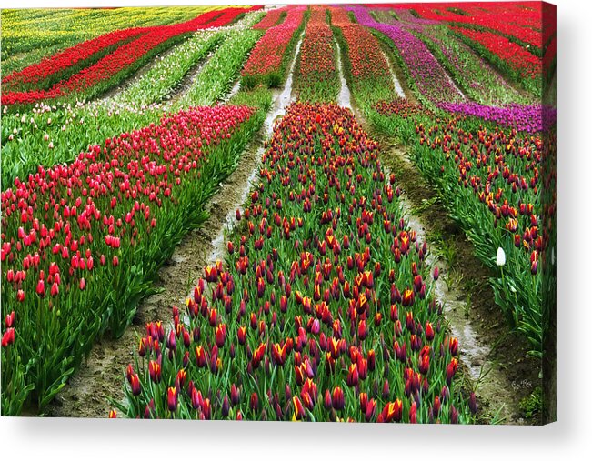 Monet Acrylic Print featuring the photograph Endless waves of tulips by Eti Reid