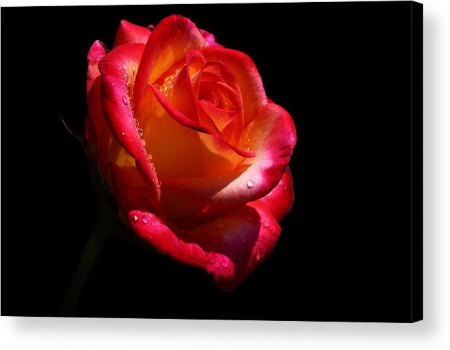Rose Acrylic Print featuring the photograph Enflamed by Doug Norkum