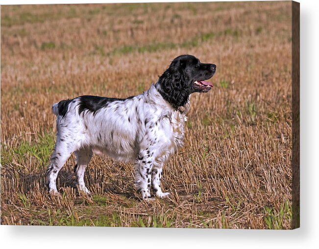 Dog Acrylic Print featuring the photograph English Springer Spaniel by Paul Scoullar