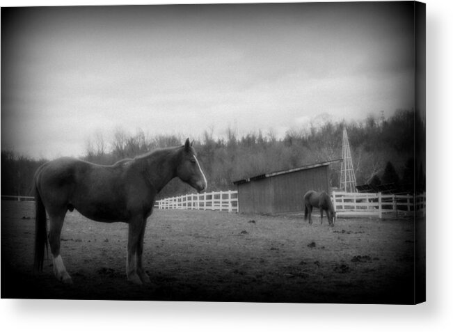 Horse Acrylic Print featuring the photograph Equine Reverie b/w by Aurelio Zucco