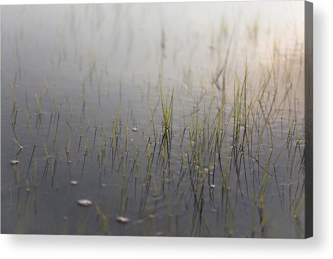 Andrew Pacheco Acrylic Print featuring the photograph Estuarine Ebb and Flow by Andrew Pacheco