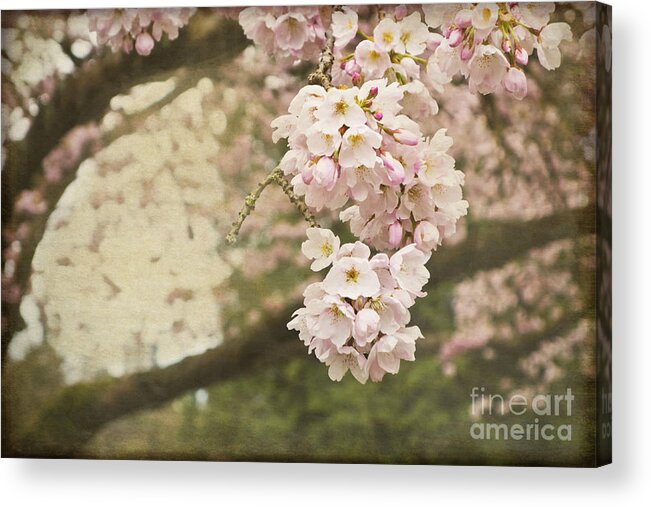 Cherry Blossoms Acrylic Print featuring the photograph Ethereal Beauty of Cherry Blossoms by Maria Janicki