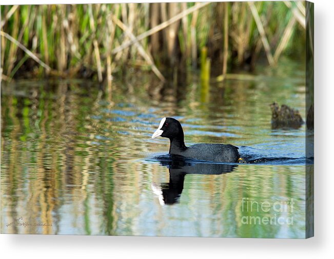 Coot Acrylic Print featuring the photograph Eurasian Coot by Torbjorn Swenelius