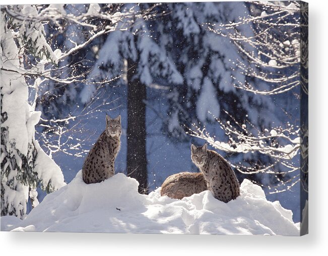 Mp Acrylic Print featuring the photograph Eurasian Lynx Trio Resting by Konrad Wothe