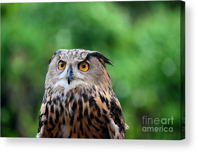 Owl Acrylic Print featuring the photograph Eurasian or European Eagle owl bubo bubo stares intently by Imran Ahmed
