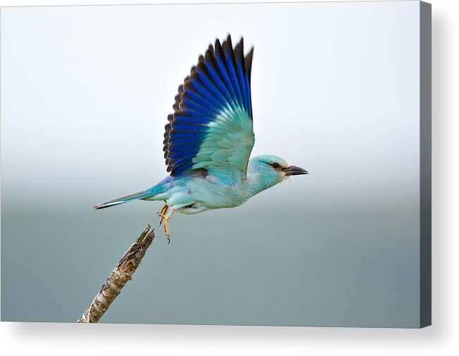 Action Acrylic Print featuring the photograph Eurasian Roller by Johan Swanepoel